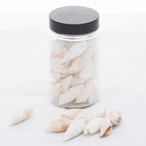 richland conch vase filler set of 12